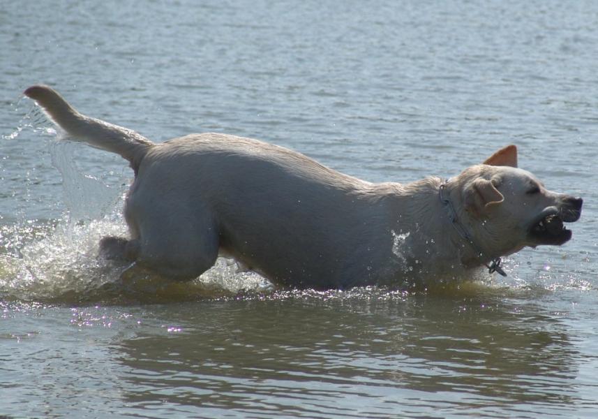 Vo dans l`eau